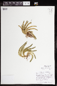 Huperzia appressa image