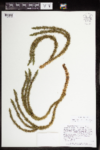 Huperzia selago image