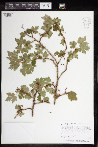 Ribes lacustre image