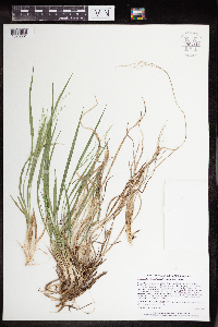 Dichanthelium linearifolium image