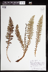 Dryopteris fragrans image