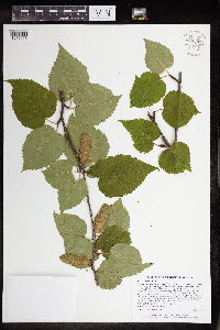 Betula cordifolia image