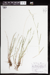 Poa nemoralis image