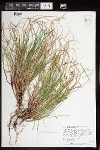 Carex deflexa var. deflexa image