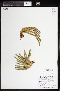 Huperzia selago image