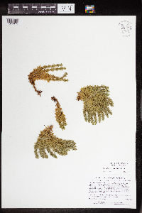 Huperzia x protoporophila image