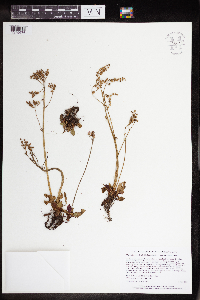 Micranthes virginiensis image