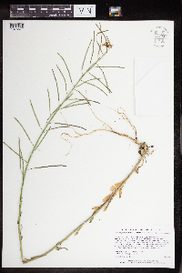 Boechera grahamii image