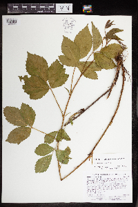 Rubus uniformis image