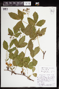 Rubus uniformis image