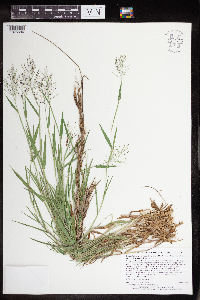 Dichanthelium acuminatum subsp. columbianum image