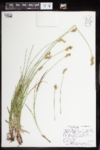 Carex brevior image