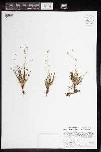 Phemeranthus parviflorus image