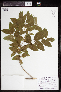 Lonicera morrowii image