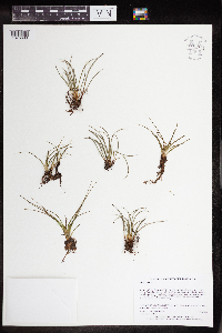 Isoetes lacustris image