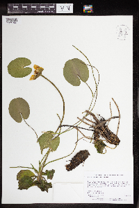 Nuphar microphylla image