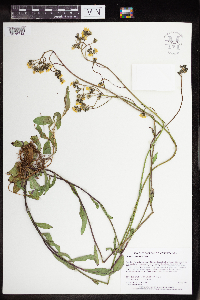 Hieracium piloselloides image