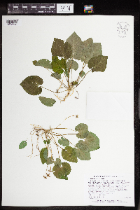 Viola selkirkii image