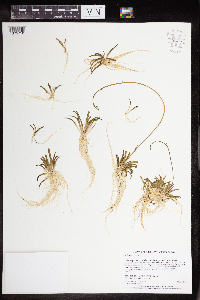 Lobelia dortmanna image