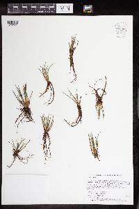 Isoetes lacustris image