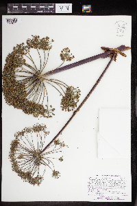 Media resource of Angelica atropurpurea