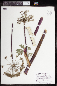 Angelica atropurpurea image