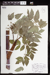 Angelica atropurpurea image