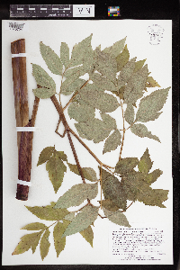 Angelica atropurpurea image