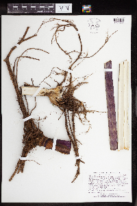 Angelica atropurpurea image