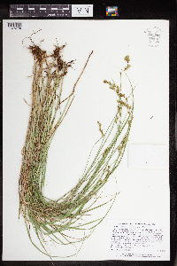 Media resource of Carex echinodes