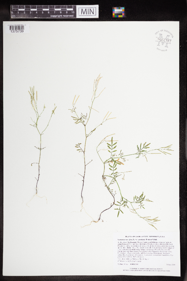 Cardamine parviflora var. arenicola image