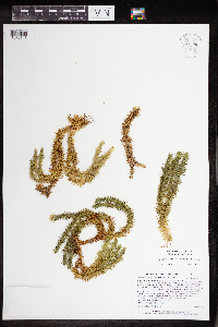 Huperzia x bartleyi image