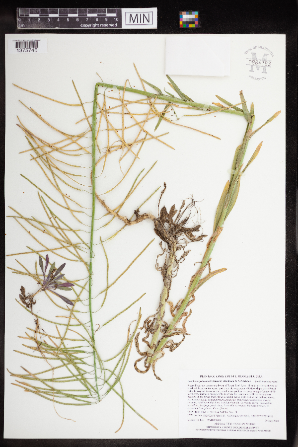 Boechera grahamii image