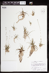Eriocaulon aquaticum image