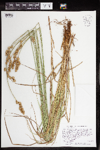 Carex merritt-fernaldii image
