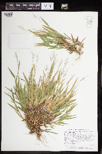 Dichanthelium subvillosum image