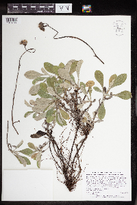 Antennaria parlinii subsp. fallax image