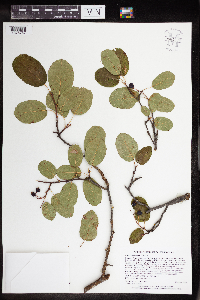 Image Associated With the Occurrence