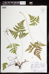 Gymnocarpium x intermedium image