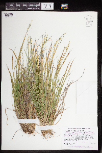 Dichanthelium depauperatum image