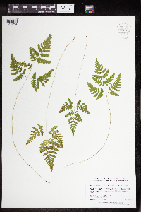 thumbnail image of current specimen