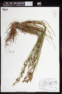 Juncus brevicaudatus image