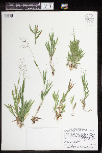 Dichanthelium acuminatum image