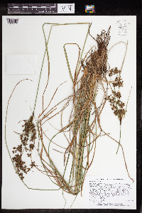Scirpus atrocinctus image