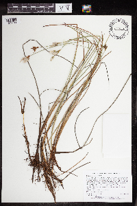 Eriophorum tenellum image