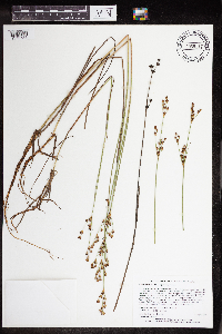 Juncus brevicaudatus image