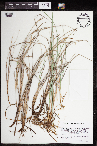 Carex livida image