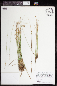 Trichophorum alpinum image