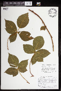 Rubus superioris image