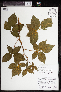 Rubus superioris image
